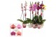 Phalaenopsis mix 2 tak, 14+ bloem - 70/75cm - Scenza 