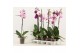 Phalaenopsis mix Phalaenopsis 1 tak 6+ A2 6 bl. 1 tak/plnt 