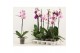 Phalaenopsis mix Phalaenopsis 1 tak 6+ A2 6 bl. 1 tak/plnt 
