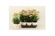 Kalanchoe sunny light pink roze,1 pp 