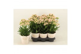 Kalanchoe sunny light pink roze,1 pp