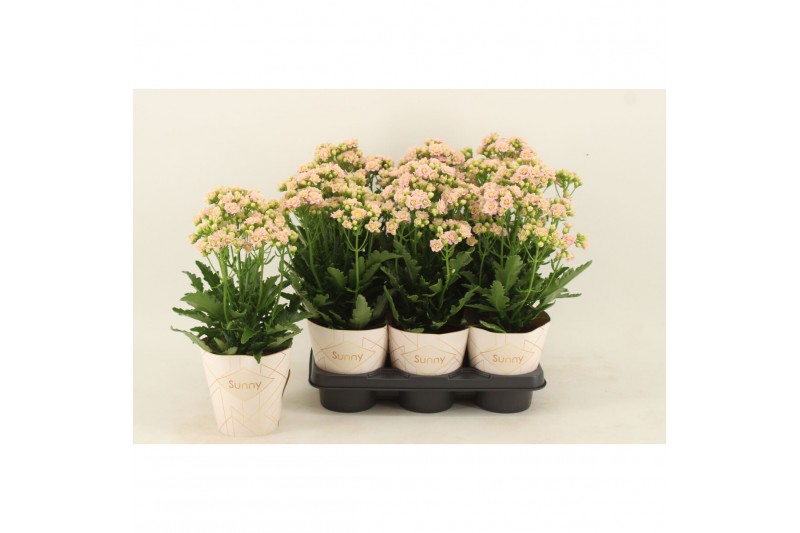 Kalanchoe sunny light pink roze,1 pp 