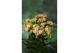 Kalanchoe sunny light pink roze,1 pp 