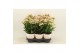 Kalanchoe sunny light pink roze,1 pp 