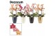 Phalaenopsis multiflora mix perfíum 2+ tak in Carly Decorum 