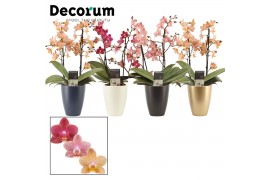 Phalaenopsis multiflora mix perfíum 2+ tak in Carly Decorum