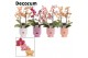 Phalaenopsis multiflora mix perfíum 2+ tak in Dua Lipa Decorum 