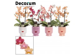 Phalaenopsis multiflora mix perfíum 2+ tak in Dua Lipa Decorum