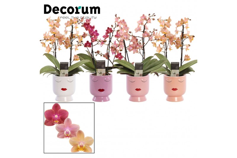 Phalaenopsis multiflora mix perfíum 2+ tak in Dua Lipa Decorum Phalaenopsis multiflora mix perfíum 2+ tak in Dua Lipa Decorum