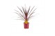 Cordyline electric pink Charlie Boy 