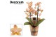 Phalaenopsis multiflora scention Phalaenopsis perfíum 2+ tak Scention  