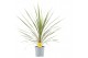 Cordyline variegata 