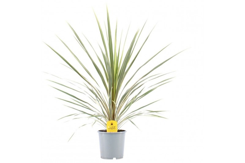 Cordyline variegata 