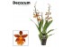Colmanara orchid Cambria 3 tak Catatante (Decorum) 