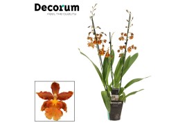 Colmanara orchid Cambria 3 tak Catatante (Decorum)