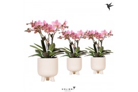 Phalaenopsis multiflora anthura treviso Kolibri Orchids in gummy trave