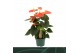 Anthurium antheqibo Solara 3 bloen 
