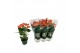 Anthurium antheqibo Solara 3 bloen 