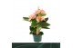 Anthurium andr. spirit 3+ 