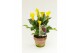 Zantedeschia captain solo Garden Dream - Rustieke pot 