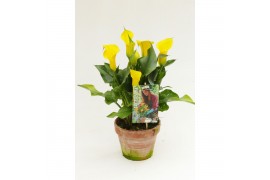 Zantedeschia captain solo Garden Dream - Rustieke pot