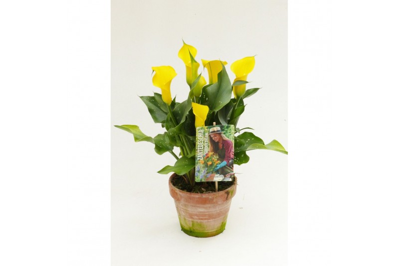 Zantedeschia captain solo Garden Dream - Rustieke pot Zantedeschia captain solo Garden Dream - Rustieke pot
