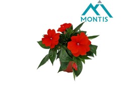 Impatiens colorpower orange red