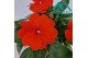 Impatiens colorpower orange red 