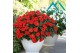 Impatiens colorpower orange red 