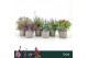 Vaste planten mix Vaste Planten Mix, 4 soorten 
