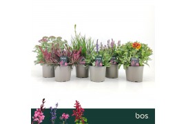 Vaste planten mix Vaste Planten Mix, 4 soorten