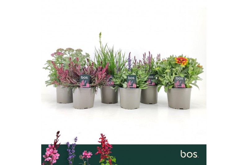 Vaste planten mix Vaste Planten Mix, 4 soorten Vaste planten mix Vaste Planten Mix, 4 soorten