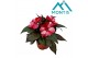 Impatiens colorpower coral flame White Red Flame 