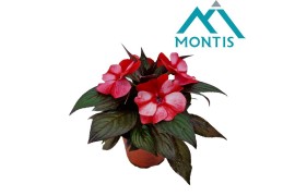 Impatiens colorpower coral flame White Red Flame