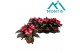 Impatiens colorpower coral flame White Red Flame 