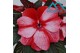 Impatiens colorpower coral flame White Red Flame 