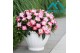 Impatiens colorpower coral flame White Red Flame 