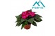 Impatiens colorpower purple flame Magenta Red Flame 