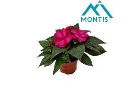 Impatiens colorpower purple flame Magenta Red Flame