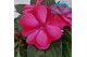 Impatiens colorpower purple flame Magenta Red Flame 