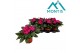 Impatiens colorpower purple flame Magenta Red Flame 