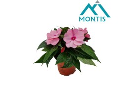 Impatiens white pink eye