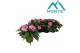 Impatiens white pink eye 