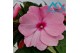 Impatiens white pink eye 