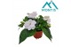 Impatiens colorpower white 