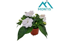 Impatiens colorpower white