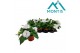 Impatiens colorpower white 