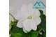 Impatiens colorpower white 