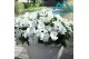 Impatiens colorpower white 