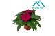 Impatiens colorpower purple blue 